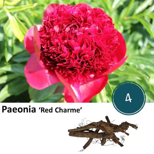 Paeonia 'Charme Rouge' - 4x