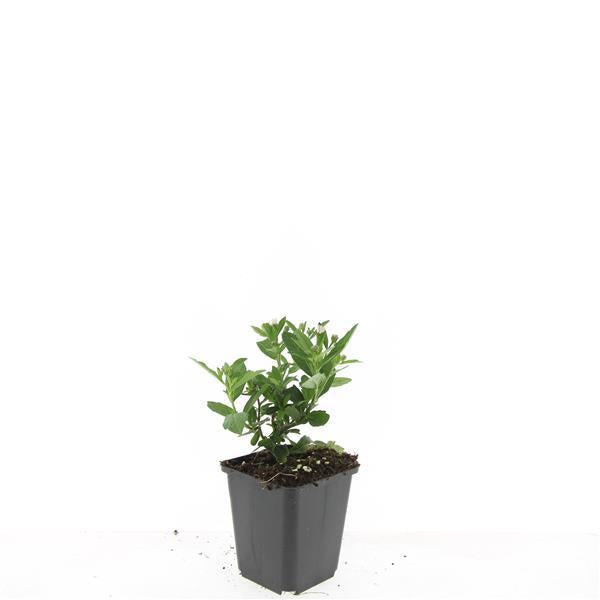 Aster ageratoides 'Stardust' - ↕10-25cm - Ø9cm - 60x