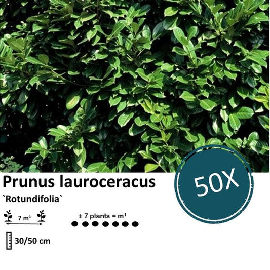 Prunus lauroceracus 'Rotundifolia' - ↕30-50cm - racine nue - 50x