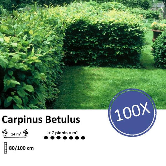 Carpinus Betulus - Racine nue - 80/100 - 100x