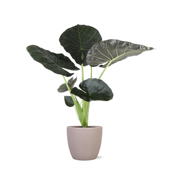 Alocasia Regal Shield Ø21cm - ↕100cm en pot Boule TAUPE