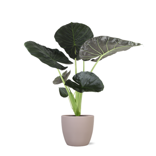 Alocasia Regal Shield Ø21cm - ↕100cm en pot Boule TAUPE