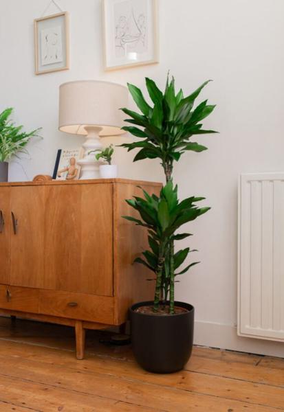 Dracaena Janet Lindt - Ø24cm - ↕120cm