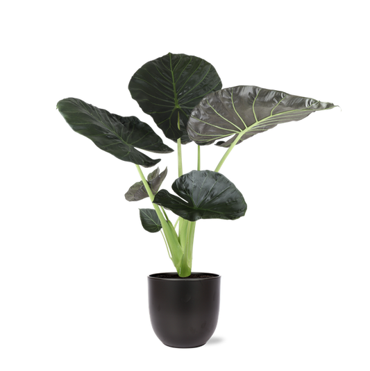Alocasia Regal Shield Ø24cm - ↕110cm en pot Boule ANTHRACITE