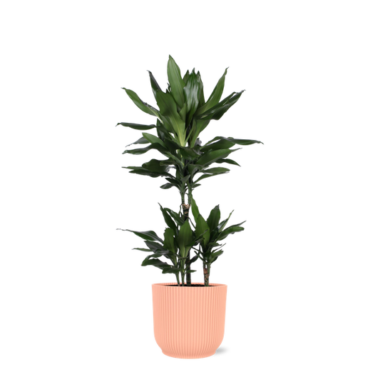 Dracaena Janet Lind Ø21cm - ↕90cm en pot Vibes ROSE