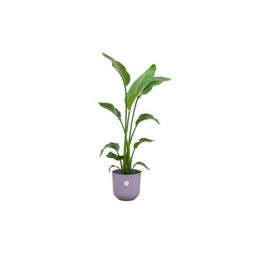 Offre combinée - Strelitzia Nicolai avec elho Jazz Round lilas Ø23 - 130 cm