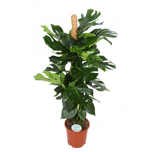 Monstera Deliciosa MOSSTOK - Ø27cm - ↕150cm