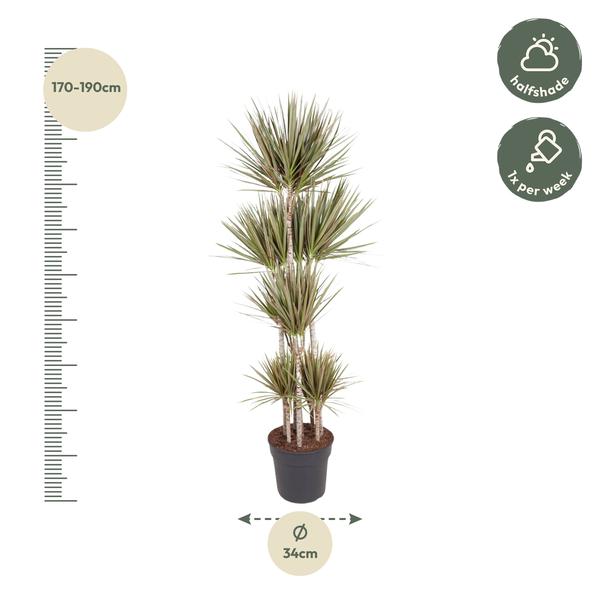 Carrousel Dracaena Bicolore - 180 cm - ø34