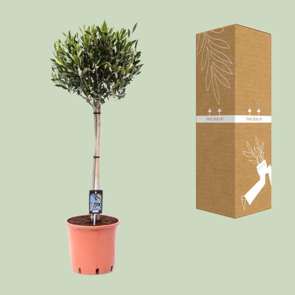 Oléa Olive - Ø22cm - ↕100cm