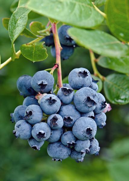 Vaccinium corymbosum 'Reka' - Blauwe bes - Ø13cm - ↕45cm