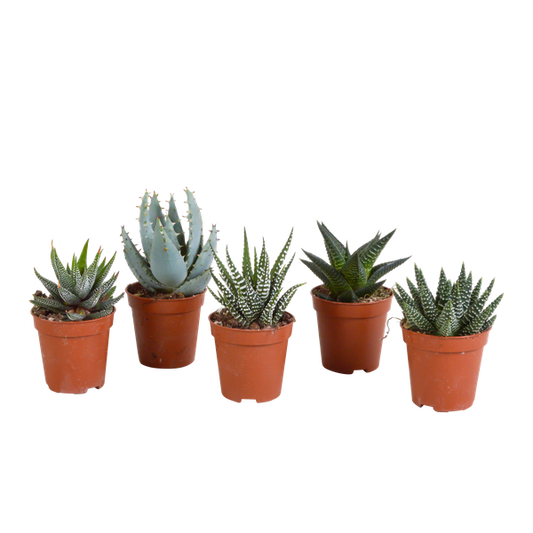 Gasteria/Haworthia mix 5,5cm - zonder pot - 5x