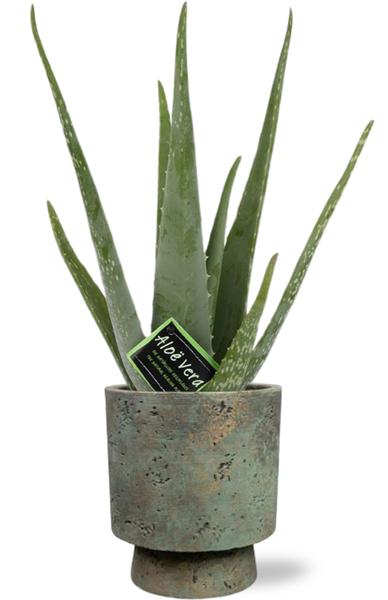 Aloe vera - Ø12cm - ↕40cm - Pot Aily D14x18cm - Vert