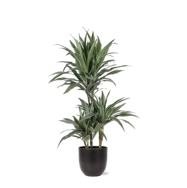 Dracaena Warneckii Ø21cm - ↕65cm in Boule ANTRACIET pot