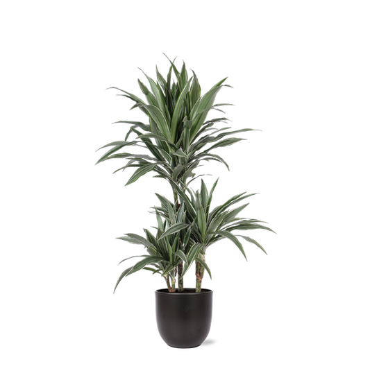 Dracaena Warneckii Ø21cm - ↕65cm in Boule ANTRACIET pot