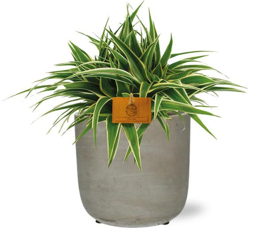 Chlorophytum Ocean - Ø15cm - ↕25cm + Stone Rond D15,5x14,5cm - Grijs