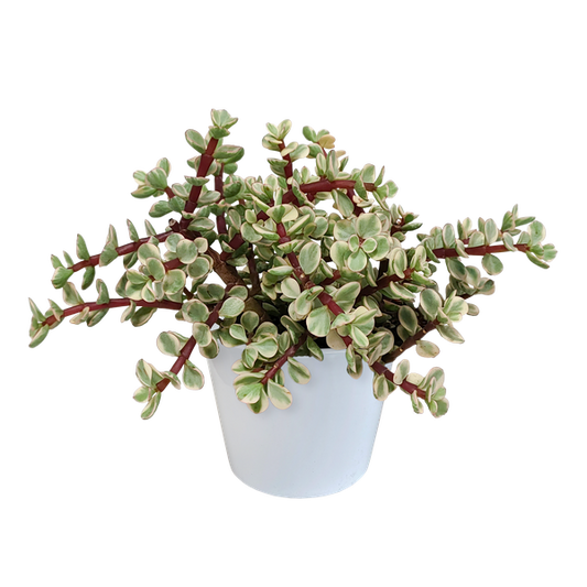 Portulacaria afra Variegata 10,5cm - in witte pot