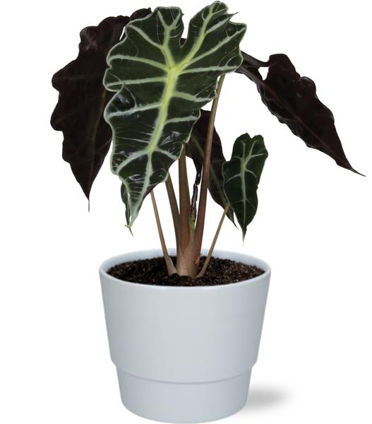 Alocasia Amazonica Polly - Ø12cm - ↕30cm + Pot Basic D14,5x12cm - Blanc