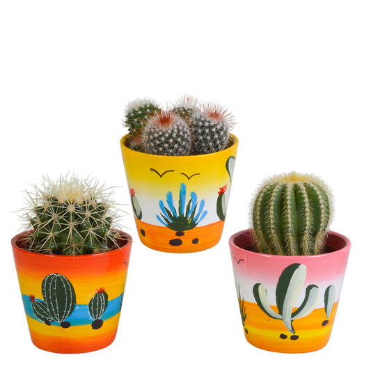 Bolcactus mix 8,5 cm | 3 stuks - in Mexicaanse pot