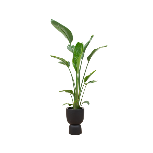 Offre combinée - Strelitzia Augusta multi-tige avec elho Pure Coupe noir Ø35 - 210 cm