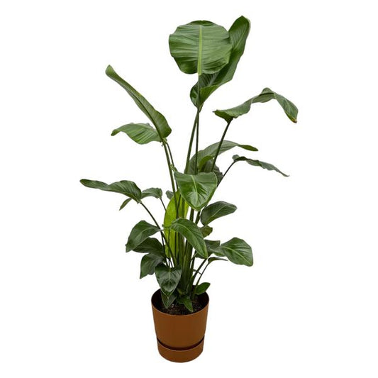 Strelitzia Nicolai dont elho Greenville Rond marron - 160cm - Ø30