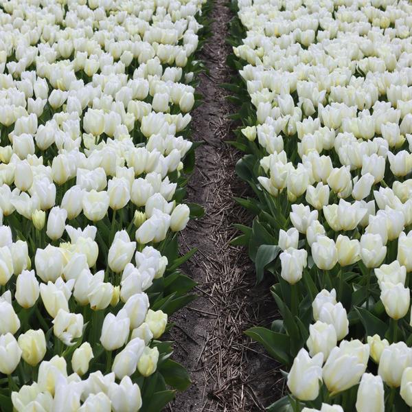 Bulbes à fleurs Amsterdam - Purissima - 15 bulbes à fleurs - Taille 12+