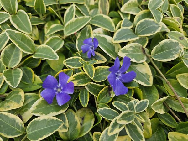 Vinca minor 'Blue and Gold' - ↕10-25cm - Ø9cm - 60x