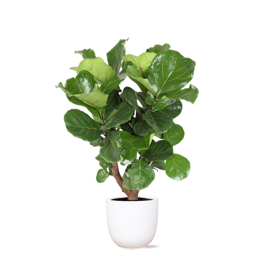 Ficus Lyrata (vertakt) Ø24cm ↕110cm in Boule WIT pot