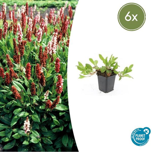 Persicaria aff. 'Darjeeling Rouge' - ↕10-25cm - Ø9cm - 6x