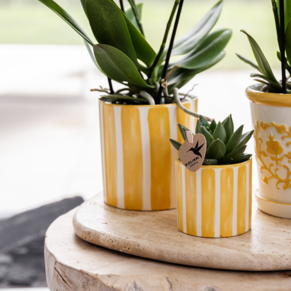 Compagnie des Colibris | Coffret cadeau Coucher de soleil méditerranéen | Ensemble de plantes avec orchidée Phalaenopsis blanche Lausanne et plantes succulentes avec pots décoratifs en céramique