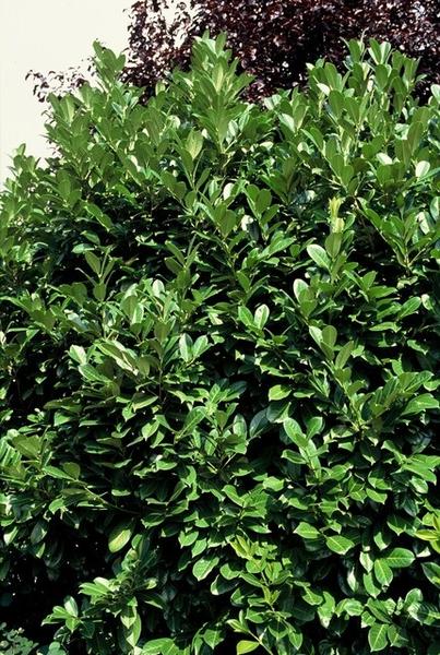 Prunus lauroceracus 'Rotundifolia' - ↕30-50cm - racine nue - 100x