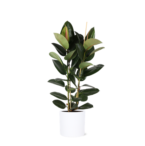 Ficus Elastica Robusta Ø24cm - ↕110cm en pot Era BLANC