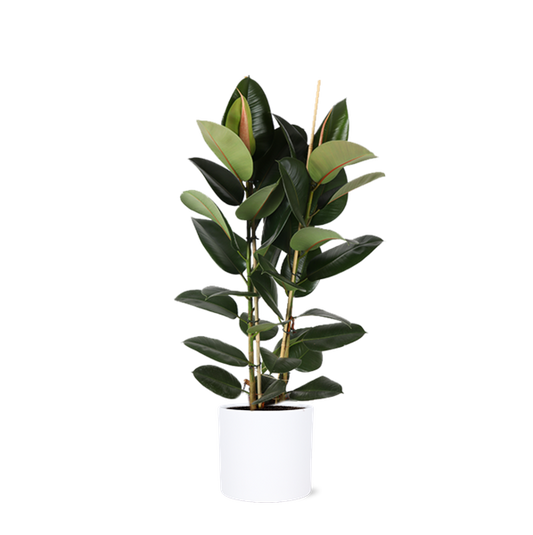 Ficus Elastica Robusta Ø24cm - ↕110cm in Era WIT pot