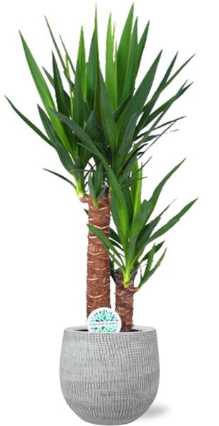 Yucca Elephantipes - Ø17cm - ↕85cm + Pot Ryan D18x16cm - Blanc