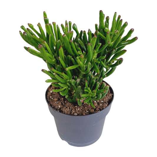 Crassula golum 17cm