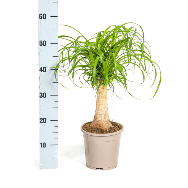 Beaucarnea Recurvata Stam Ø17cm - ↕50cm