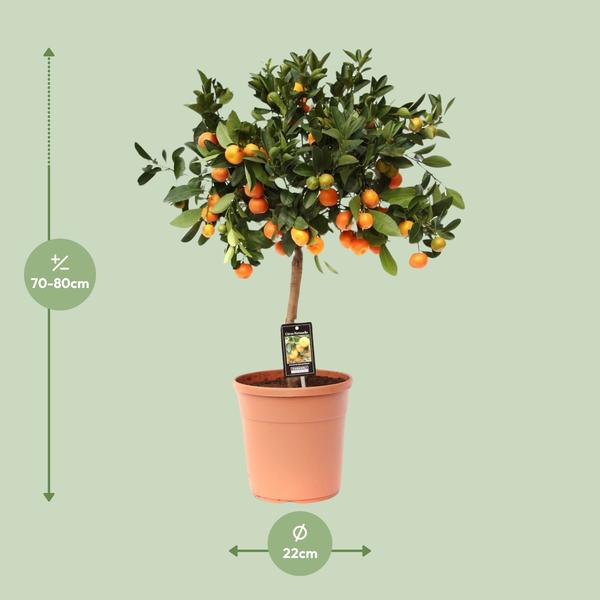 Calamondin aux agrumes - Ø22cm - ↕80cm