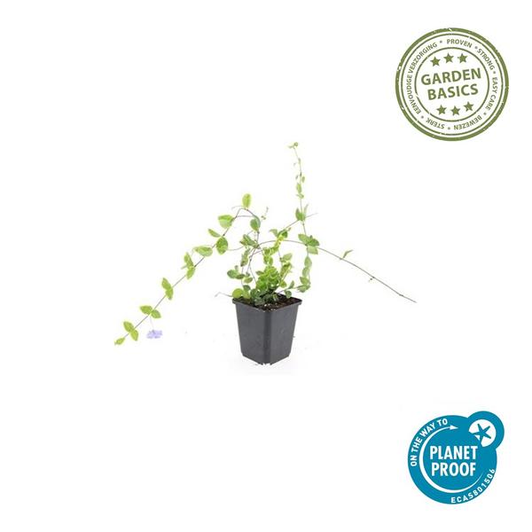 Vinca mineur 'Bleu et Or' - ↕10-25cm - Ø9cm - 12x
