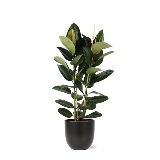 Ficus Elastica Robusta Ø24cm - ↕110cm in Boule ANTRACIET pot