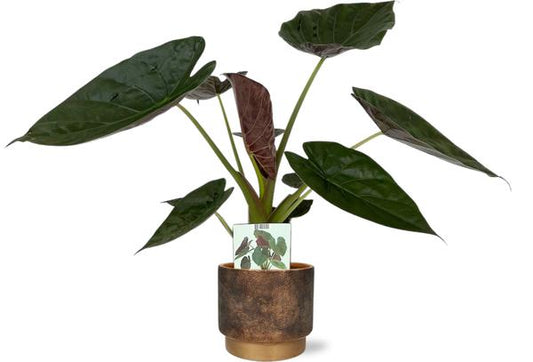 Alocasia Wentii - Ø19cm - ↕85cm + Pot Merle D20x18cm - Or