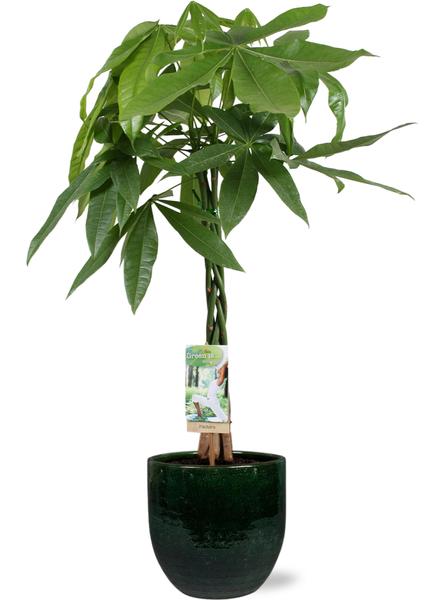Pachira Aquatica - Ø21cm - ↕90cm + Jolin Pot D24x23cm - Groen