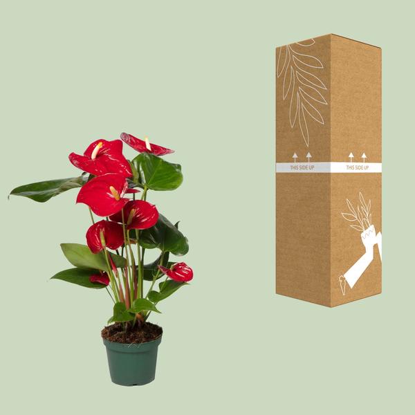 Anthurium Rouge - Ø12cm - ↕40cm