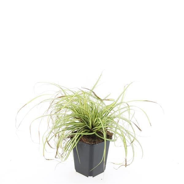 Carex oshim. 'Evergold'  - ↕10-25cm - Ø9cm - 60x