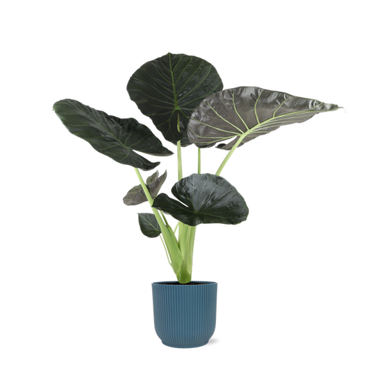 Alocasia Regal Shield Ø21cm - ↕100cm en Vibes en pot BLEU