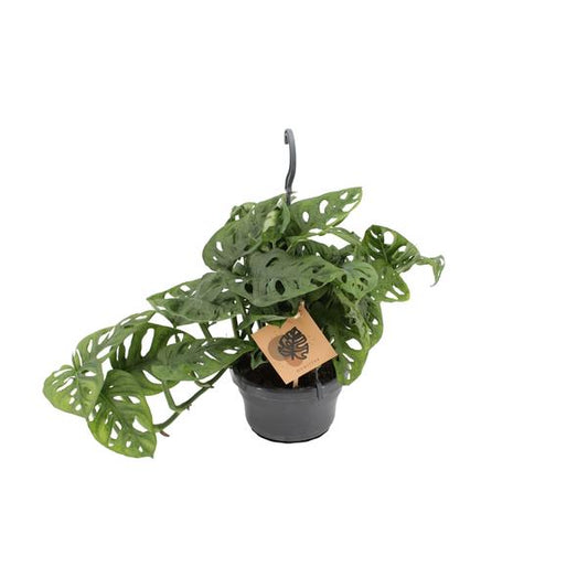Singe Monstera - Ø14cm - ↕30cm