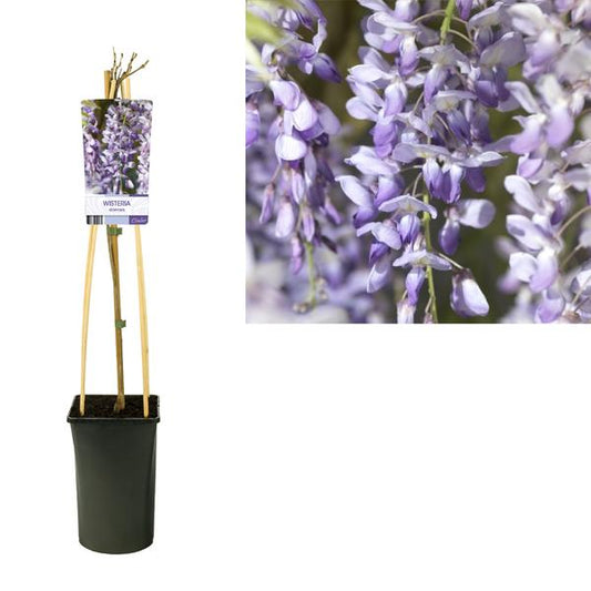 Glycine Sinensis - Ø17cm - ↕75cm