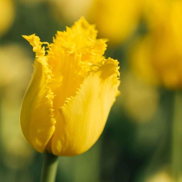 Flowerbulbs Amsterdam - Yellow Splash - 30 bulbes à fleurs - Taille 12+