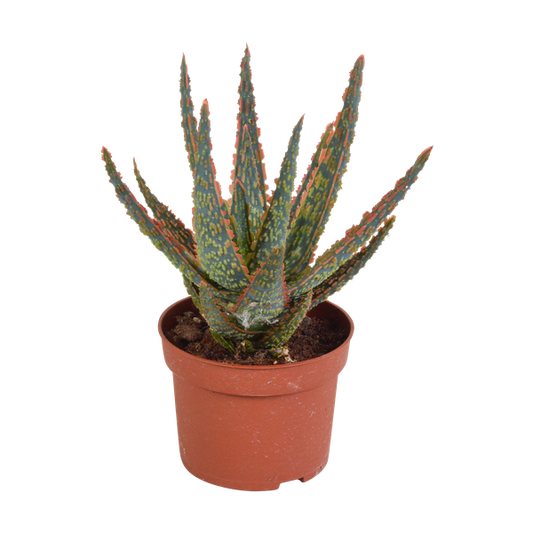 Aloe zebrina Dannyz 10,5cm - sans pot