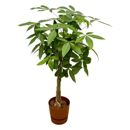 Pachira Aquatica incluant elho Greenville Round marron - 160cm - Ø30