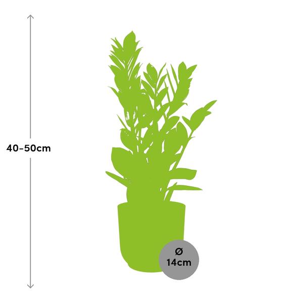 Zamioculcas – Hauteur 45-50 en ELHO Vibes Fold 14cm jaune