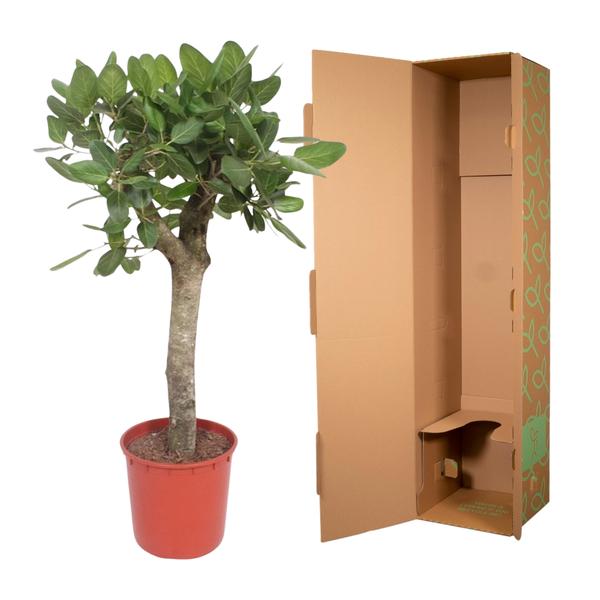 Ficus Benghalensis boom - 150 cm - ø34